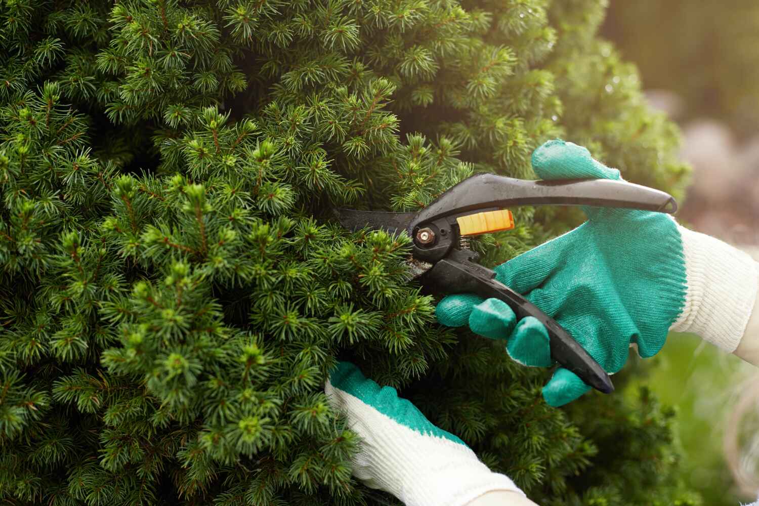 Best Commercial Tree Services  in Blue Ridge, AL